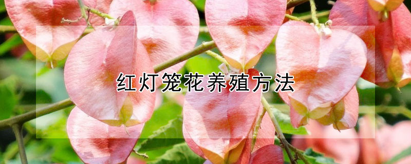 红灯笼花养殖方法（红灯笼花的养殖方法）