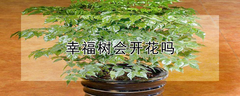 幸福树会开花吗 幸福树会开花吗图片