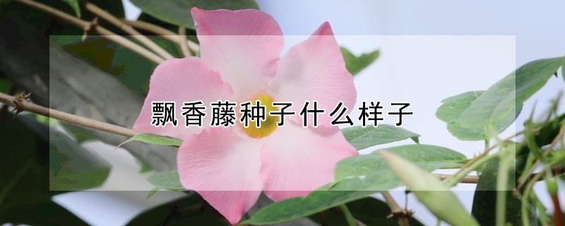 飘香藤种子什么样子（飘香藤种子发芽）