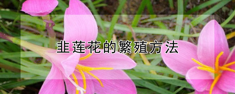 韭莲花的繁殖方法 韭莲如何繁殖