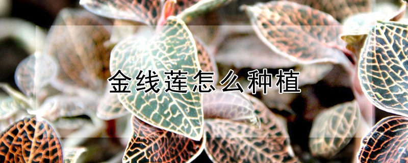 金线莲怎么种植（金线莲怎么种植才种好）