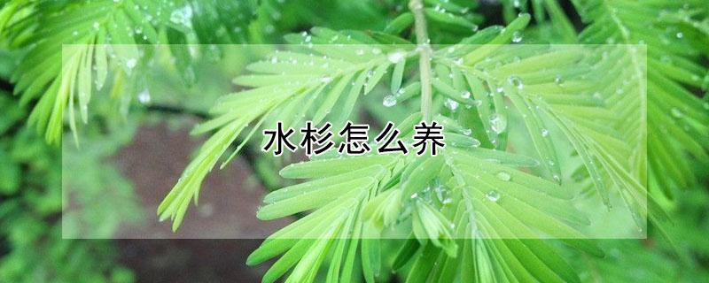 水杉怎么养（水杉怎么养护）