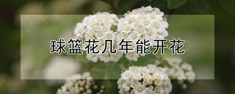 球篮花几年能开花 篮球会不会开花