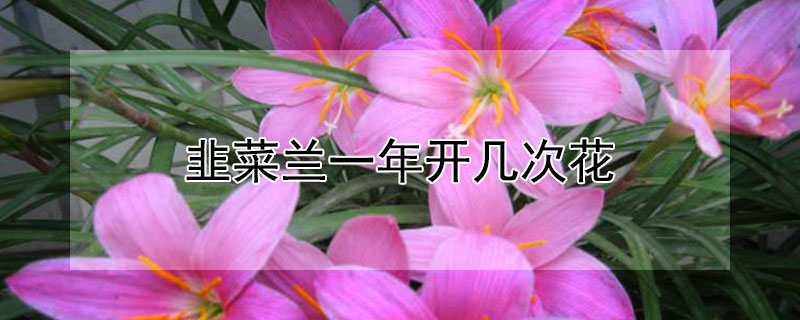 韭菜兰一年开几次花（韭菜兰花一年开几次花）