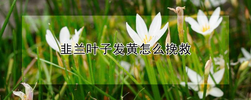 韭兰叶子发黄怎么挽救（韭兰花叶子发黄怎么办）