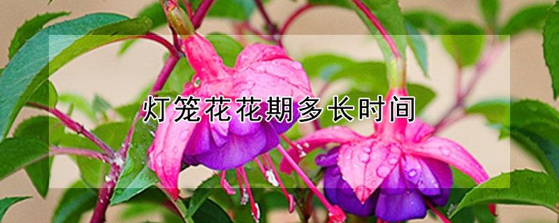 灯笼花花期多长时间（灯笼花的花期多长）