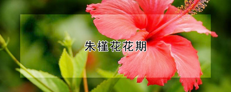 朱槿花花期 朱槿花花期多长时间