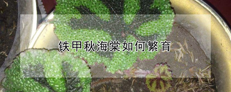 铁甲秋海棠如何繁育