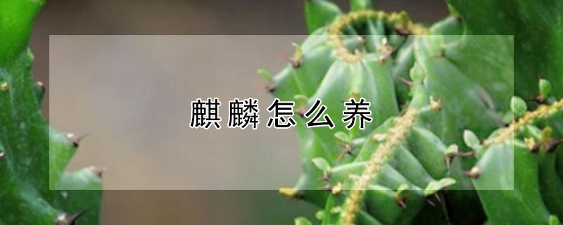 麒麟怎么养 植物玉麒麟怎么养