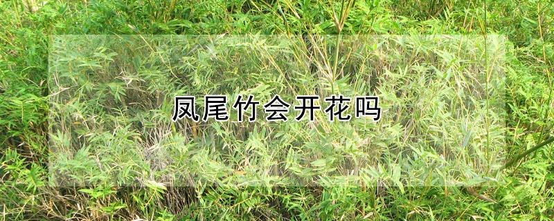 凤尾竹会开花吗（凤尾竹会开花结果吗）