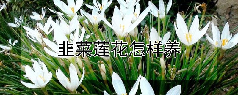 韭菜莲花怎样养 韭菜莲好养吗