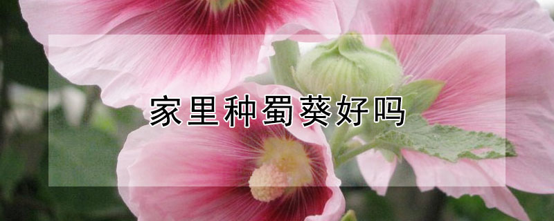 家里种蜀葵好吗 蜀葵可以种家里风水