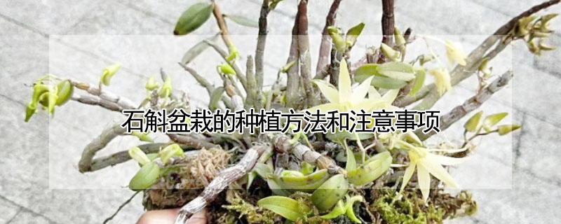 石斛盆栽的种植方法和注意事项 怎样石斛的种植方法 盆栽