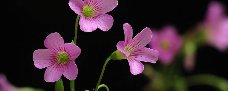 红花三叶草的养殖方法（三叶红花草种植技术）