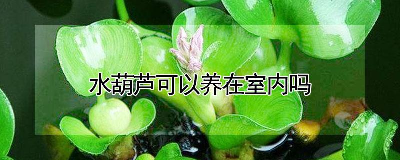 水葫芦可以养在室内吗 水葫芦能养在室内吗