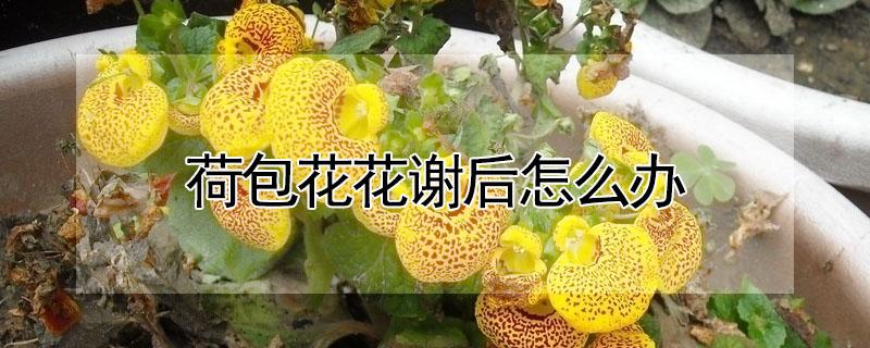 荷包花花谢后怎么办（荷包花开败后怎么修剪）