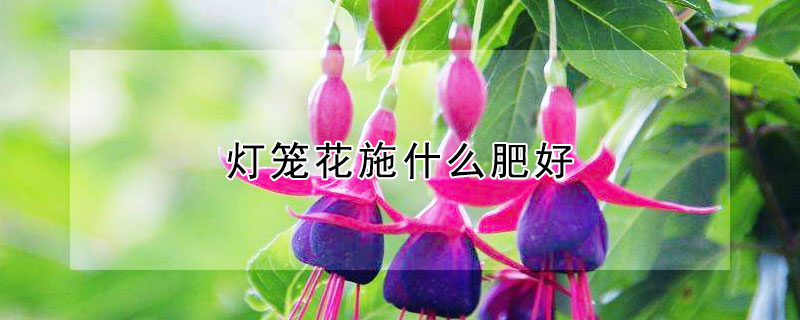 灯笼花施什么肥好 灯笼花施肥该注意些什么