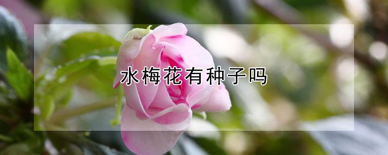 水梅花有种子吗（梅花种子是什么样的）