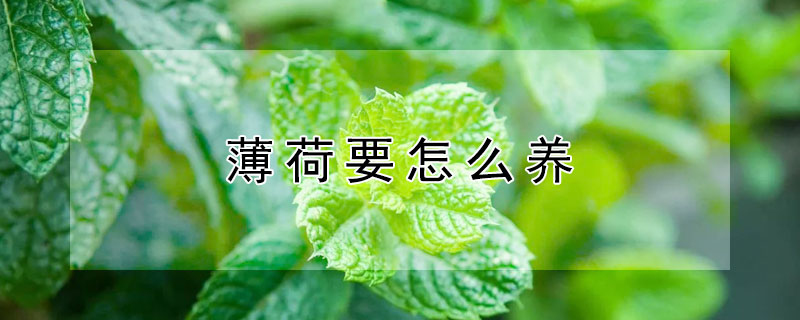 薄荷要怎么养（薄荷应该怎样养）