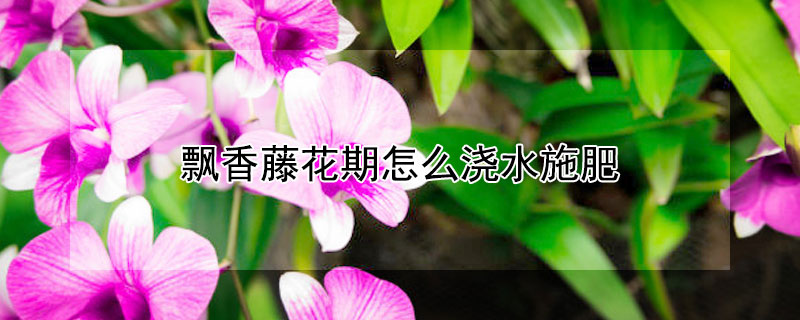 飘香藤花期怎么浇水施肥 飘香藤花期可以施肥吗