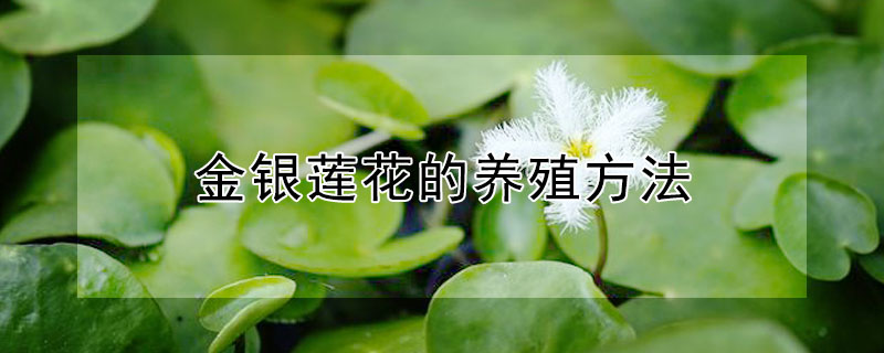 金银莲花的养殖方法（银莲花的种植方法）