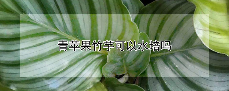 青苹果竹芋可以水培吗 竹芋青苹果的养殖方法