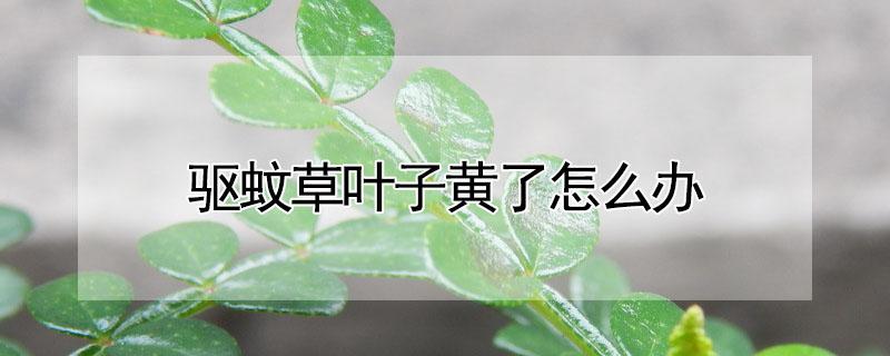 驱蚊草叶子黄了怎么办 驱蚊草叶子黄了怎么回事