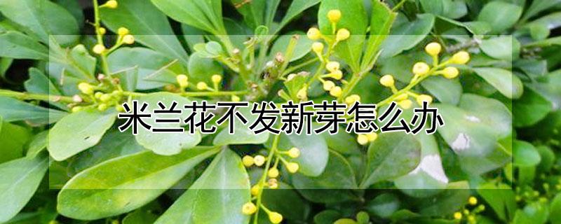 米兰花不发新芽怎么办（米兰一直不发芽怎么办）