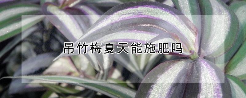 吊竹梅夏天能施肥吗 夏天吊竹梅怎么养