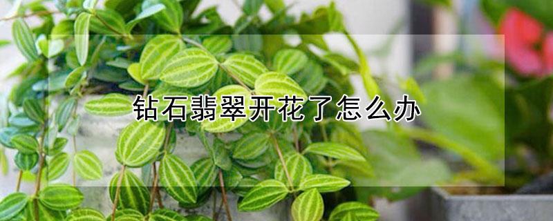 钻石翡翠开花了怎么办 钻石花开花吗