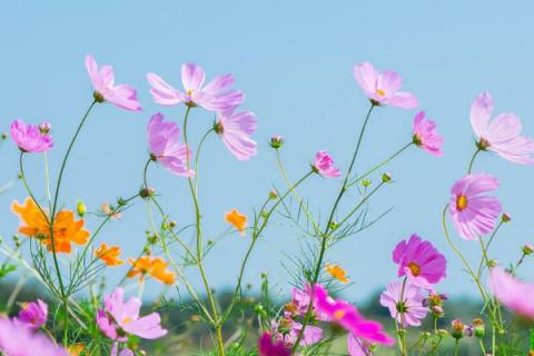 格桑花种植方法