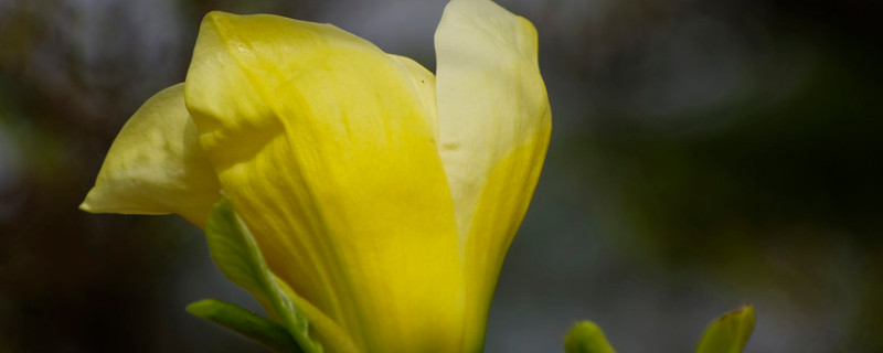 黄玉兰花怎么种（黄花玉兰介绍）