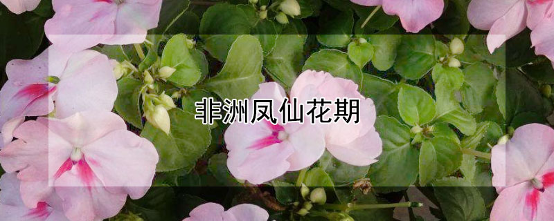 非洲凤仙花期（非洲凤仙花期可以喷杀菌吗）