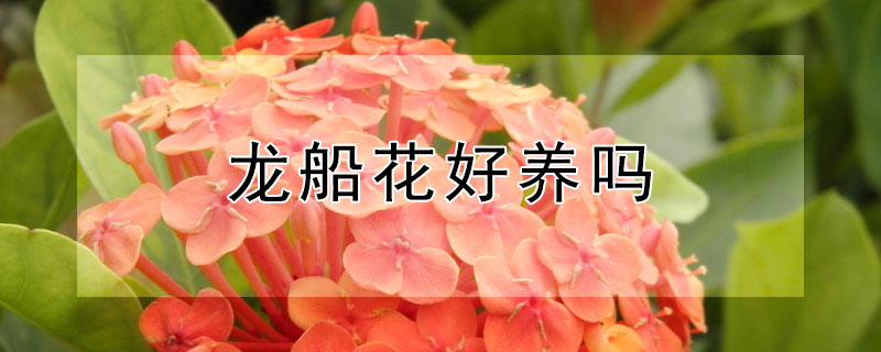 龙船花好养吗 龙船花得养植