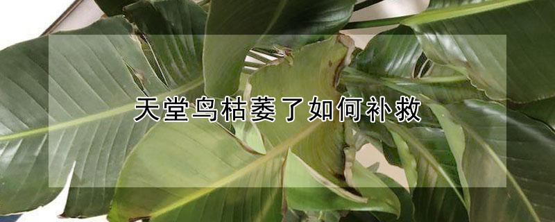 天堂鸟枯萎了如何补救（天堂鸟枯萎了怎么办）