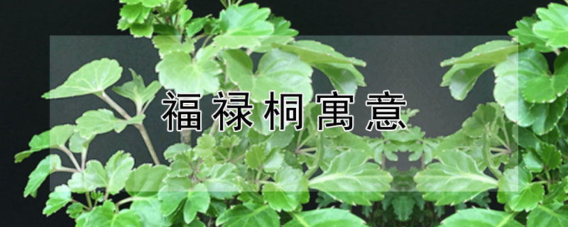 福禄桐寓意 福禄桐寓意什么风水