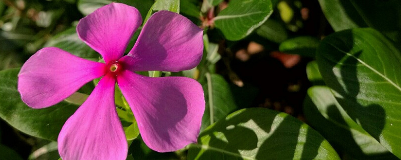 长春花移栽方法 长春花怎么种植方法