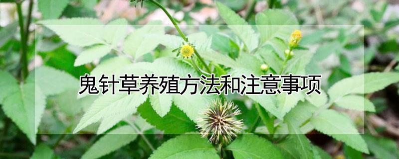 鬼针草养殖方法和注意事项 鬼针草生长环境