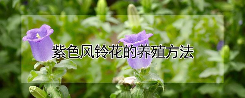 紫色风铃花的养殖方法 紫色风铃花的养殖方法一个月施肥