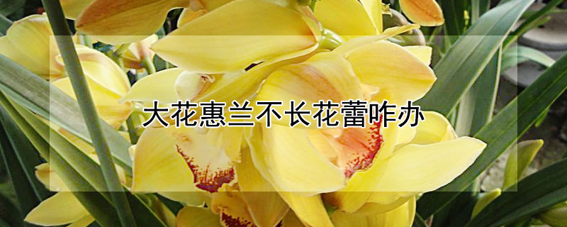 大花惠兰不长花蕾咋办（大花惠兰掉花苞）