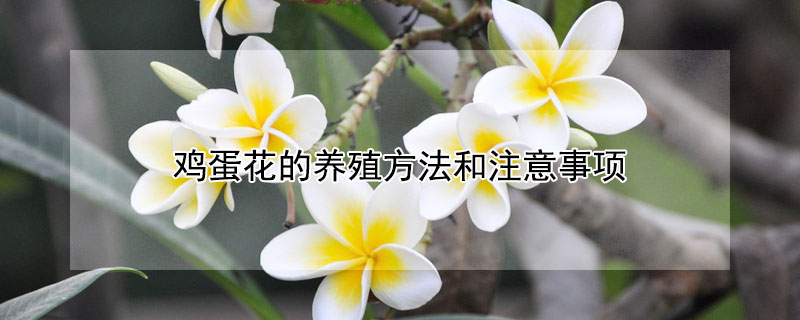 鸡蛋花的养殖方法和注意事项 鸡蛋花的养殖方法和注意事项学名