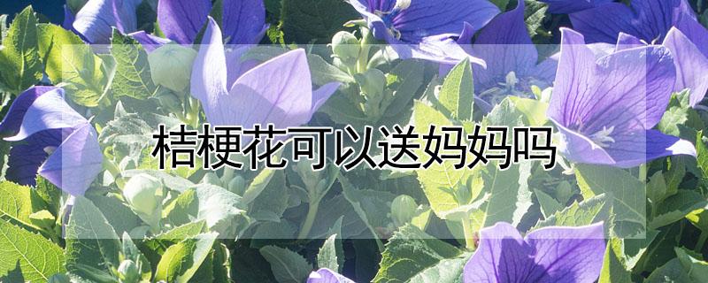 桔梗花可以送妈妈吗（桔梗花一般送给谁）