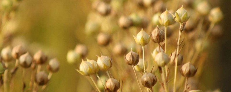 胡麻种植条件（胡麻什么地方可以种）