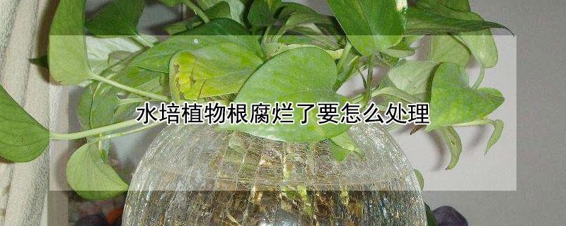 水培植物根腐烂了要怎么处理（水培植物根为什么烂）