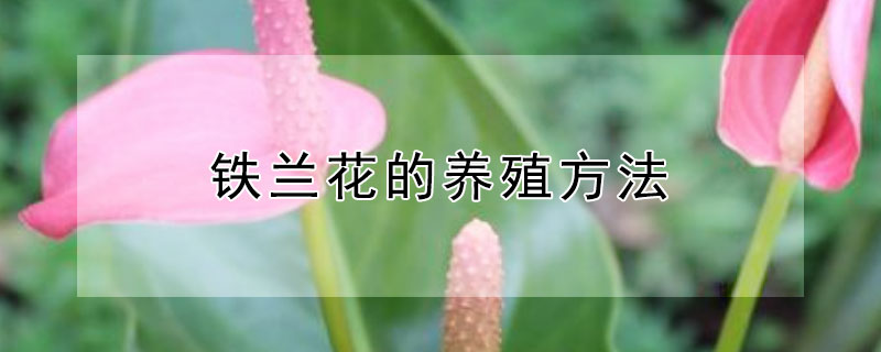 铁兰花的养殖方法 铁兰花的养殖方法,多久浇水