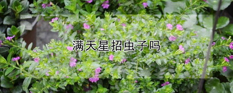 满天星招虫子吗 满天星的虫害