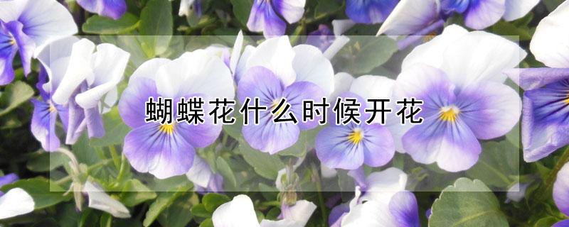 蝴蝶花什么时候开花（蝴蝶花什么时候开花时间是几点）