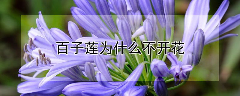 百子莲为什么不开花（百子莲开几次花）