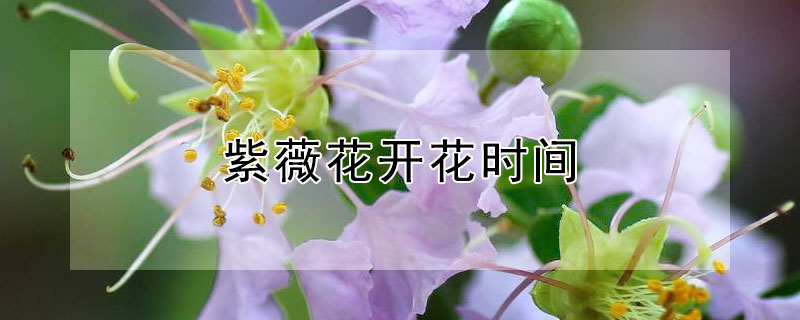 紫薇花开花时间 紫薇花开花时间长又名