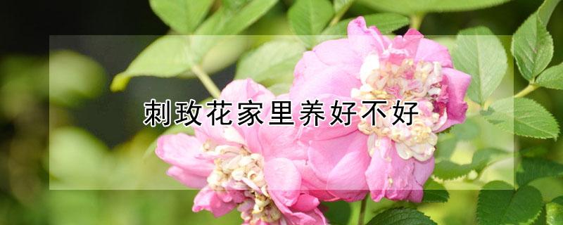 刺玫花家里养好不好 刺玫花在家养好不好